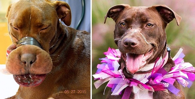 6.1.16-Caitlyn-the-Taped-Dog-One-Year-Later2