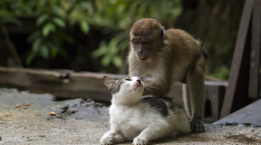 The feline world can be tough sometimes - which is why it's always handy to have a limber legged friend to unwind with.  Flexing it's spine and leaning forward, this domestic kitty enjoys a comforting back massage from a young crab-eating macaque clinging onto its back.

The small monkey moves its hands up and down, adjusting its position - seemingly adopting the stance of a skilled masseuse.  The display of friendship was caught on camera by Hendy Mp, 25, at his friend's home in Indonesia.  SEE OUR COPY FOR DETAILS.

Pictured: The cat and monkey.

Please byline: Hendy Mp/Solent News

© Hendy Mp/Solent News & Photo Agency
UK +44 (0) 2380 458800