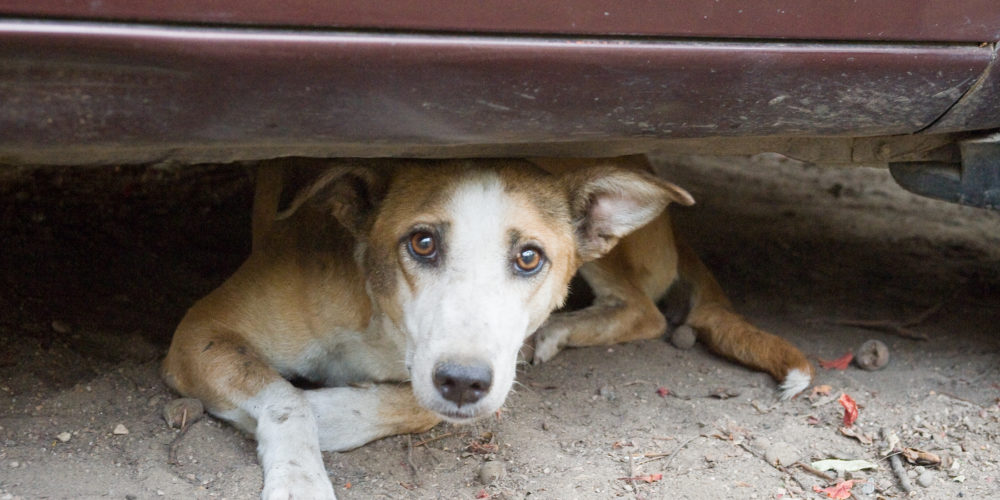 Street dog in New Delhi, India. 

Keywords: Dog, Street Dog Welfare, Humane Society International