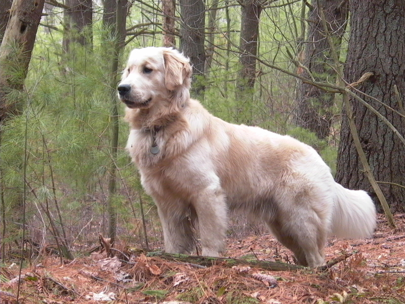 golden_retriever